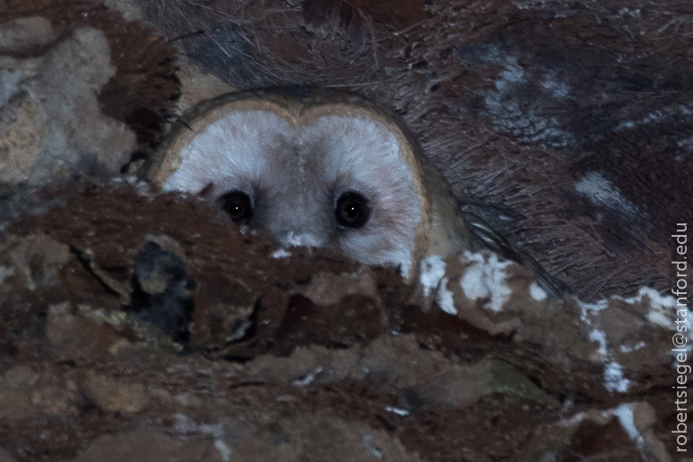 barn owl